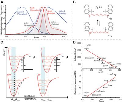 Far-Red Absorbing Rhodopsins, Insights From Heterodimeric Rhodopsin-Cyclases